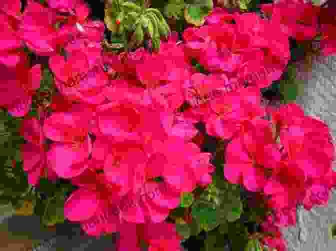 A Beautiful Geranium Plant In Full Bloom, With Its Vibrant Pink Flowers And Lush Green Foliage. Easy And Simple Geranium Care A Guide To Growing Gorgeous Geraniums