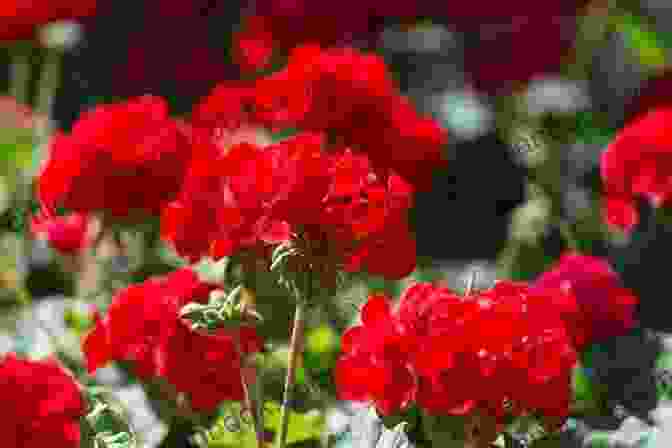 A Close Up Of A Vibrant Geranium Flower, Showcasing Its Ruffled Petals And Intricate Markings. Easy And Simple Geranium Care A Guide To Growing Gorgeous Geraniums