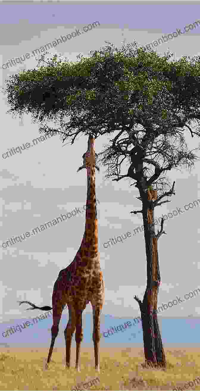 A Giraffe Reaching Up To The Sky Perfectly Poetic: Zoo Animal Haikus