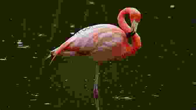 A Graceful Flamingo Standing On One Leg Perfectly Poetic: Zoo Animal Haikus