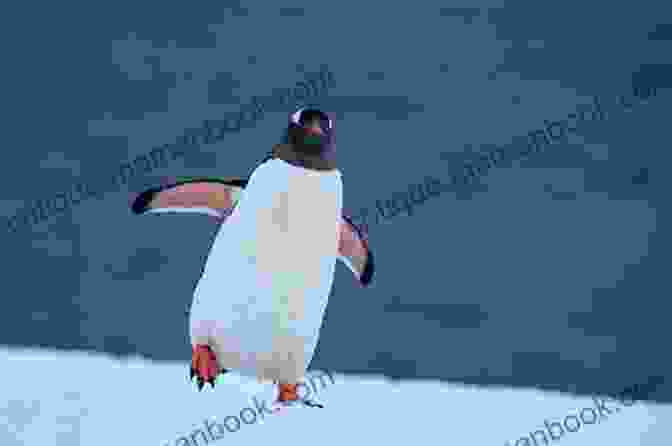 A Penguin Waddling On The Ice Perfectly Poetic: Zoo Animal Haikus