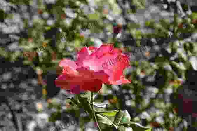 A Photograph Of A Rose Blooming In A Garden, With The Sun Shining Through The Petals. Rumi: A Photographic Gallery Of Inspirational Quotes