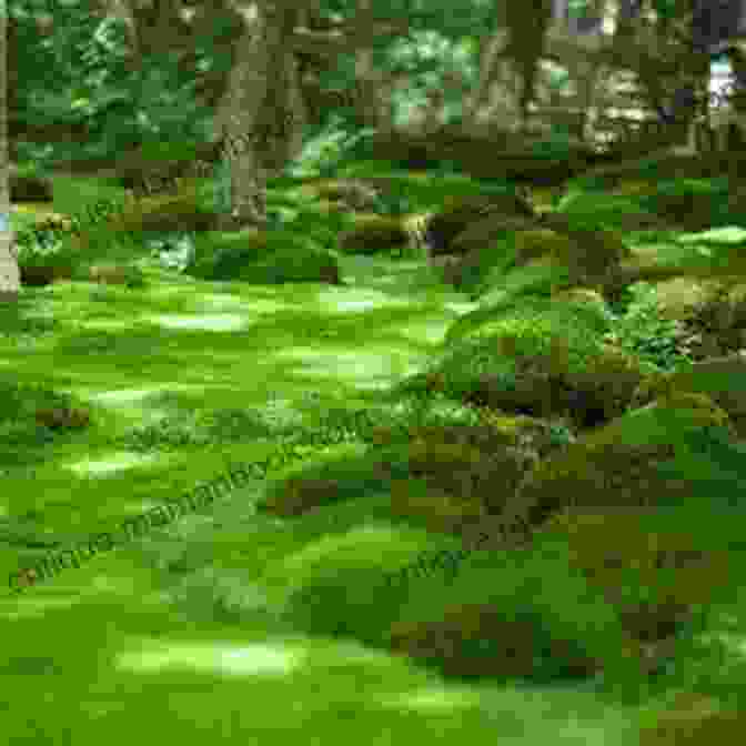 A Serene Moss Garden, With Lush Mosses Meticulously Arranged On A Bed Of Pebbles, Creating A Calming And Meditative Ambiance. Where The Moss Grows Old