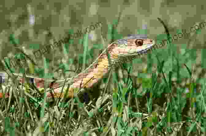 A Snake Slithering Through The Grass Perfectly Poetic: Zoo Animal Haikus