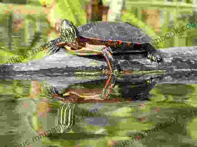 A Wise Old Turtle Basking In The Sun Perfectly Poetic: Zoo Animal Haikus