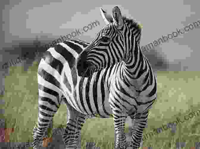 A Zebra With Its Distinctive Stripes Perfectly Poetic: Zoo Animal Haikus