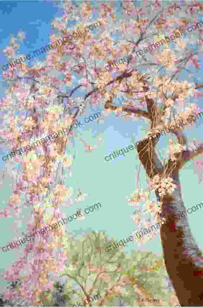 Delicate Cherry Blossoms Cascade Down The Branches Of A Tree, Painting The Landscape In Soft Hues Of Pink. Eskaton: A Friend Of Mind: Here Today Gone Tomorrow