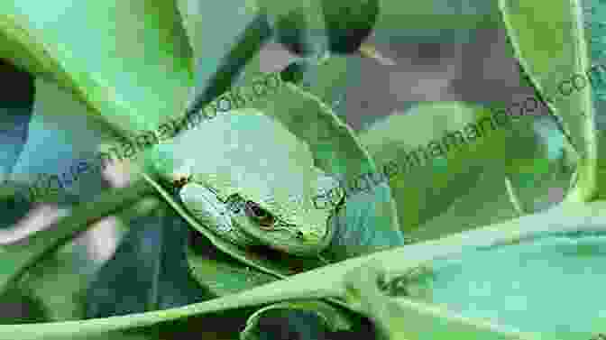 Green Tree Frog Camouflaged On Leaf Forest Life And Woodland Creatures