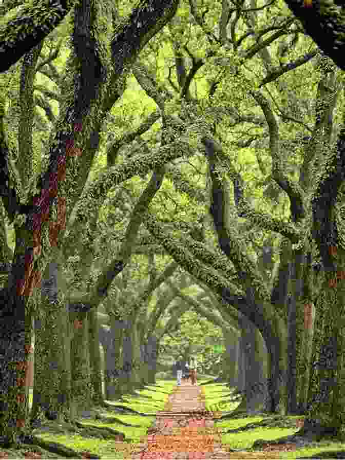 Majestic Oak Tree Canopy Forest Life And Woodland Creatures