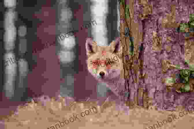 Red Fox Hiding In Forest Forest Life And Woodland Creatures